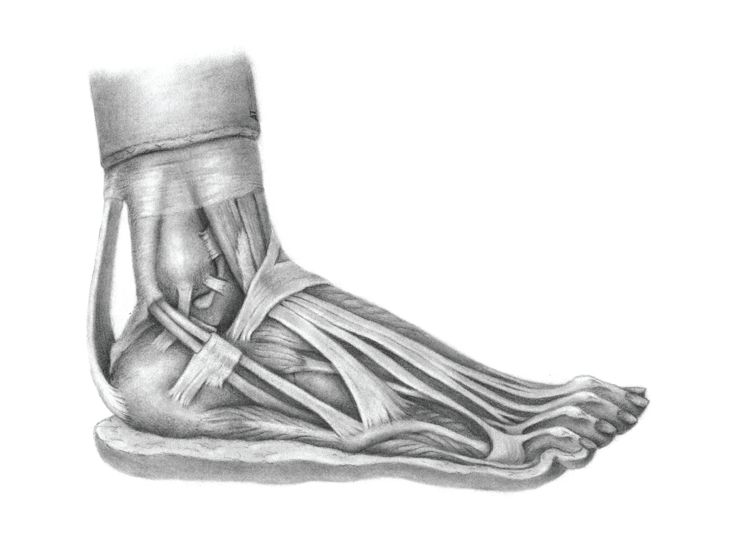 lateral foot