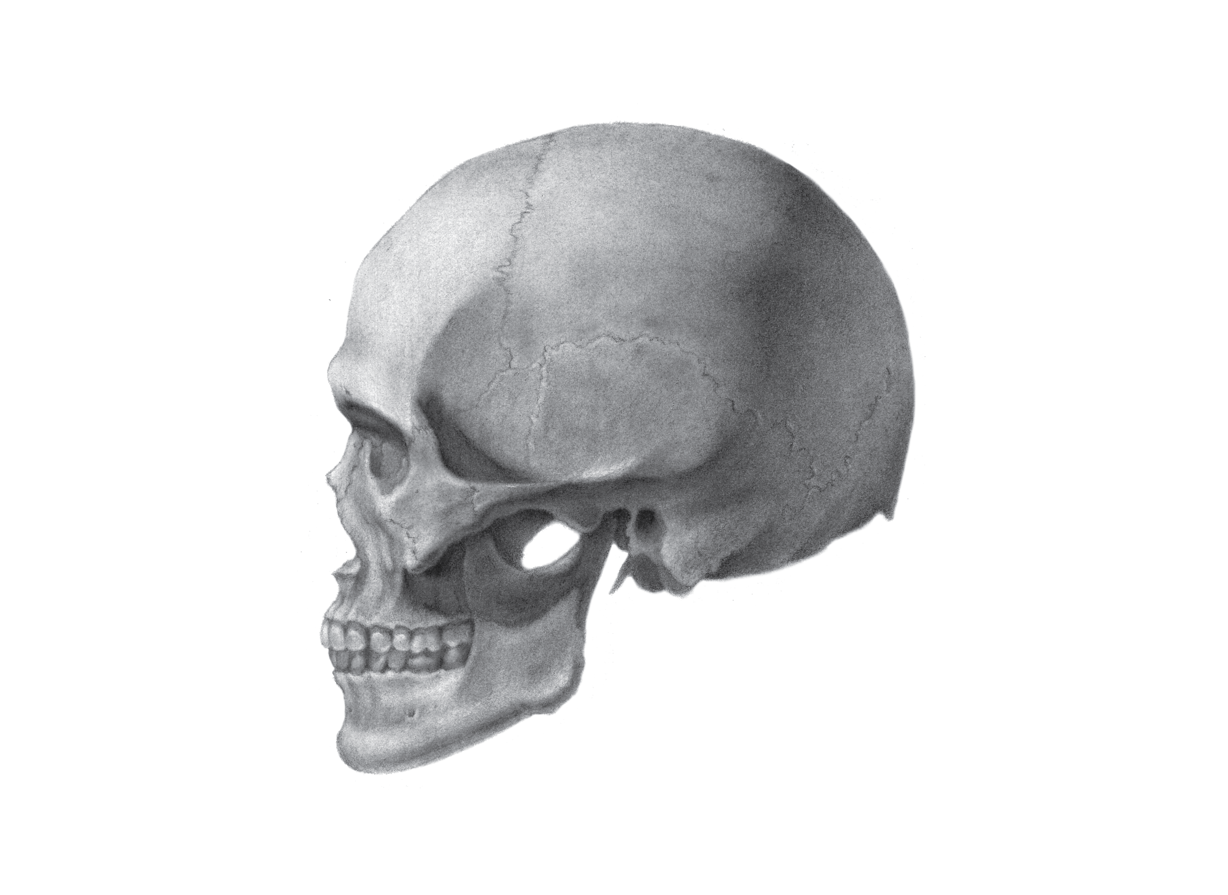 lateral skull