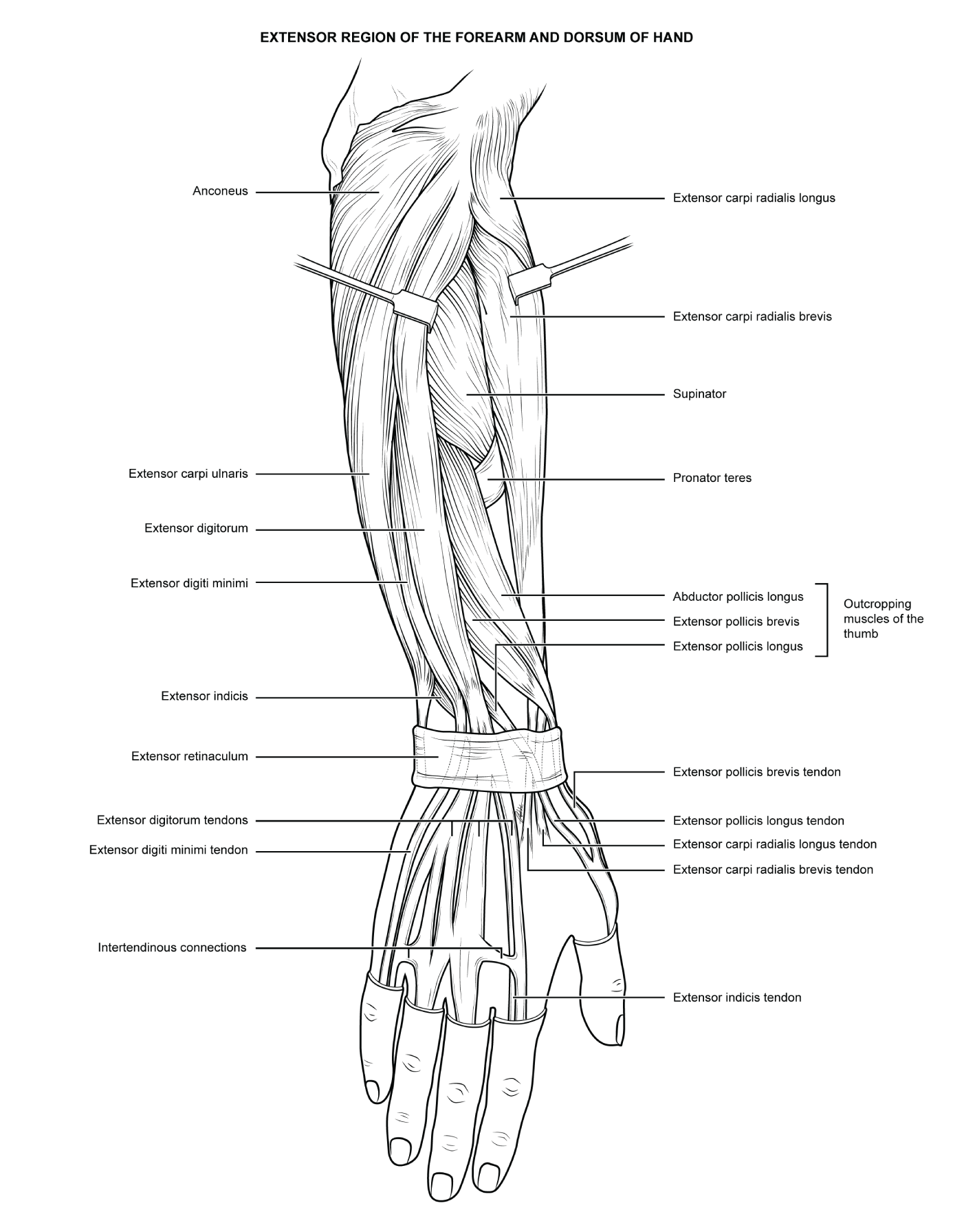posterior forearm